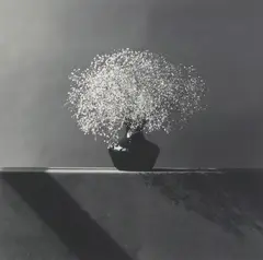 Robert Mapplethorpe, Baby's Breath, gelatin silver print