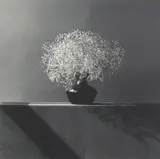 Robert Mapplethorpe, Baby's Breath
