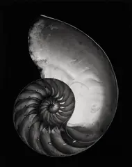 Edward Weston, Shell, 1927, Gelatin silver print