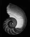 Edward Weston, Shell, 1927, Gelatin silver print