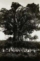 Rock Tree by Jerry Uelsmann, 1969, Gelatin silver print, sold Apr 2024