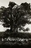 Rock Tree by Jerry Uelsmann, 1969, Gelatin silver print, sold Apr 2024