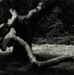 The Tree #36 by Aaron Siskind, 1973, Gelatin silver print, sold Apr 2024