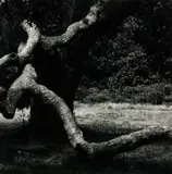 Aaron Siskind, The Tree #36