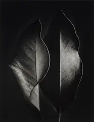Two Leaves by Ruth Bernhard, 1952, Gelatin silver print, offered Apr 2023