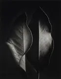 Ruth Bernhard, Two Leaves