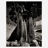 Edward Weston, Juniper at Tenaya Lake, (negative 1937, printed later)