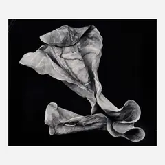 Howard Steinberg, Leaf Study #11, 1995, Gelatin silver print
