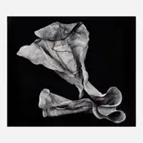 Howard Steinberg, Leaf Study #11, 1995, Gelatin silver print