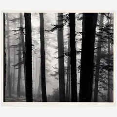 Richard E. Loftis, Misty Trees, North Carolina, 1974, Gelatin silver print