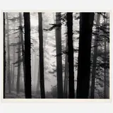 Richard E. Loftis, Misty Trees, North Carolina, 1974, Gelatin silver print