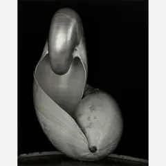 Two Shells, (negative 1927, printed later) by Edward Weston, Gelatin silver print on paper, sold Feb 2024