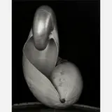 Edward Weston, Two Shells, (negative 1927, printed later)
