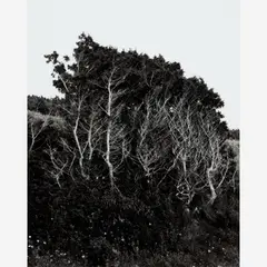 John W. Gutowski, Untitled, Gelatin silver print