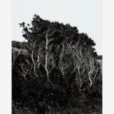 John W. Gutowski, Untitled, Gelatin silver print