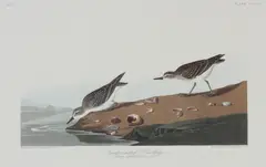 "Semipalmated Sandpiper" by John James Audubon, Offset Lithographic Plate 405, sold Nov 2025