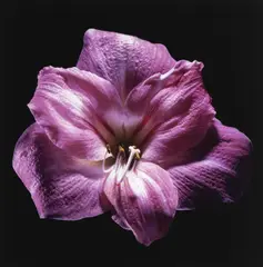 Robert Mapplethorpe, Amaryllis, 1985, Ink jet print, printed in 1999 for the London "Classic Garden magazine" on double-weight semi-glossy paper