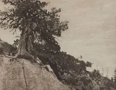 Anne Brigman, Dryads, 1913, Photogravure, printed in 1913 for "Camera Work 44" on Japanese paper
