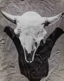 Werner Bischof, Skull of a bison, Switzerland 1941, 1941, Vintage silver print on single-weight glossy Agfa-Brovira paper, in very good condition. Photographer's credit stamp and his handwritten address in Zurich, as well as titled in German "Schädel eines B