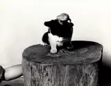 Barbara Morgan, Doug and Toad-Kitten on Stump