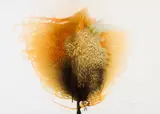 Otto Piene, Unknown Tree, Farbige Serigrafie und Reliefdruck auf Karton