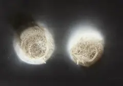 "Twins" by Otto Piene, Mischtechnik (Feuergouache) auf farbigem leichtem Karton, sold Jun 2016