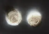 "Twins" by Otto Piene, Mischtechnik (Feuergouache) auf farbigem leichtem Karton, sold Jun 2016