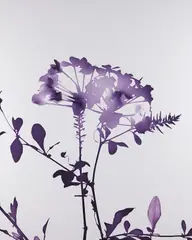 #012 by James Welling, 2005, chromogenic print, mounted on aluminum, sold Mar 2015