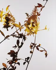 #001 by James Welling, 2004, chromogenic print, mounted to Plexiglas, sold Mar 2015