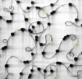 Mark Francis, Hyphae (Fuse), 1996, oil on canvas