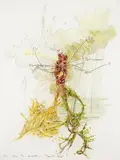 Matthew Ritchie, You are the Weather (Gravity High) for R.H., 2005, ink on Denril