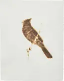 Helen Altman, Cardinal, 1998, torch drawing on paper