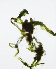 Untitled (After Anna Atkins) by Adam Fuss, 1988, Cibachrome photogram, mounted on Plexiglas, offered Sep 2015