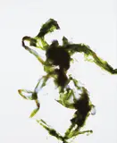 Adam Fuss, Untitled (After Anna Atkins)