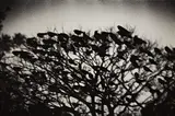Masahisa Fukase, Kanazawa, (SP-025), 1977, ferrotyped gelatin silver print