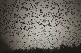 Noboribetsu Hot Spring, (mFv75) by Masahisa Fukase, 1977, ferrotyped gelatin silver print, sold Nov 2015
