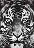 Leo by Robert Longo, 2013, Archival pigment print, on Epson Exhibition paper laid down to Dibond, the full sheet,, sold Apr 2015