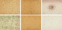 Ed Ruscha, Insects, 1972, The complete set of six screenprints, three on paper-backed wood veneer and three on Fabriano Classico glazed-finish watercolor paper, the full sheets, with title page and colophon,