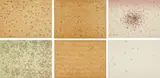 Ed Ruscha, Insects, 1972, The complete set of six screenprints, three on paper-backed wood veneer and three on Fabriano Classico glazed-finish watercolor paper, the full sheets, with title page and colophon,