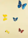 All You Need is Love by Damien Hirst, 2008, Screenprint in colors with diamond dust, on wove paper, the full sheet,, offered Apr 2015