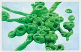Alexander Ross, Untitled, 2005, Screenprint in colors, on Rising Conservation Board, with full margins,