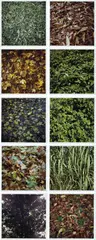 Jan Dibbets, Leaves, 2003, The complete set of 10 photographs in colors, on RA-4 processed Kodak digital paper, with full margins, with accompanying colophon,