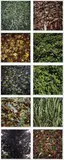 Jan Dibbets, Leaves