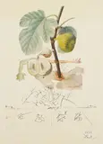 Homme figuier (Fig Man), from Flordali® (Les fruits) by Salvador Dalí, 1969-70, Lithograph in colors with drypoint and etching, on Rives paper, with full margins,, sold Oct 2015