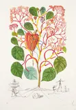 Begonia (Anacardium recordans), from Flordali® (Flora Dalinae) by Salvador Dalí, 1968, Etching with drypoint and pochoir, on Arches paper, with full margins,, sold Oct 2015