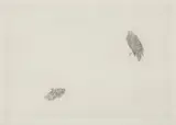 Kiki Smith, Untitled (Bird and Butterfly), 1998, Etching, on mould-made Rives Paper, with full margins,