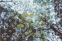 Light through Leaves (for Parkett) by Gabriel Orozco, 1996, Iris computer print in colors, on Somerset paper, with full margins,, sold Oct 2015