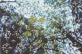 Gabriel Orozco, Light through Leaves (for Parkett)