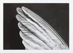 Angels Wing (small version) by Robert Longo, 2013, Archival pigment print, on Epson Exhibition paper, with full margins,, sold Oct 2015