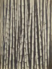 Sugar Cane by Tina Modotti, 1929, Gelatin silver print, offered Apr 2015